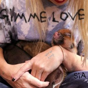 تک موزیک: Gimme love Sia